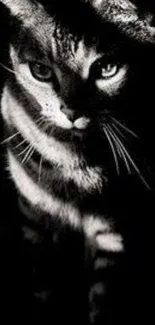 Black and white cat with striking eyes on a dark background.