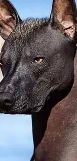 Striking black dog with intense gaze, close-up portrait.