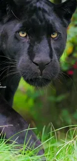 Close-up of a black panther with green foliage in the background.