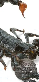 Black scorpion with raised tail on a white background, showcasing intricate detail.