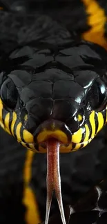 Close-up of a black snake with vivid yellow patterns and forked tongue.