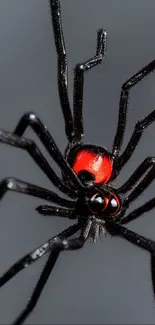 Close-up of a black spider with vivid red markings on a gray background.