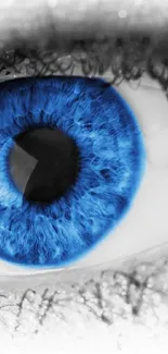 Vivid blue eye close-up wallpaper with detailed iris.