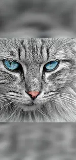 Close-up of a cat with striking blue eyes, gray fur, and a pink nose.