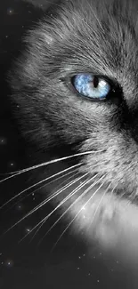 Close-up of cat with striking blue eyes on mobile wallpaper.