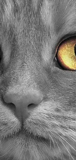 Close-up of a cat with striking amber eyes, grayscale background.