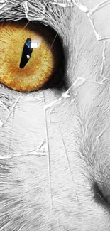 Close-up of a cat's striking amber eye with detailed fur texture.