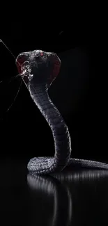 Cobra snake with glass effect on black background, striking wildlife wallpaper.