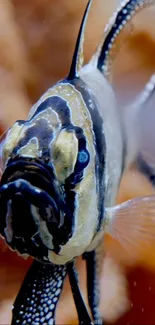 Close-up of a beautifully patterned tropical fish with a vibrant brown background.