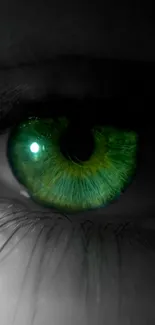 Close-up of a vibrant green eye with detailed texture and color contrast.