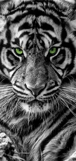 Black and white tiger with vivid green eyes on display.