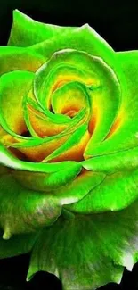 Vibrant green rose mobile wallpaper with a dark background.