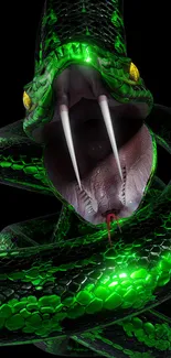 Close-up of a vivid green snake with fangs, against a black background.