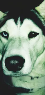 Close-up of a husky with dual-colored eyes.