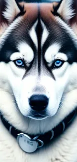 Close-up portrait of a blue-eyed Siberian Husky dog.