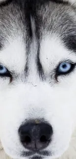 Close-up photo of a husky with striking blue eyes.