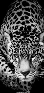 Black and white jaguar prowling mobile wallpaper.