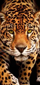 Close-up of a jaguar against a dark background.