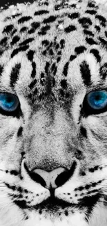 Striking image of a snow leopard with vivid blue eyes in monochrome style.