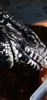 Close-up of a black and white reptile with detailed skin texture.