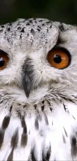 Close-up of an owl with striking orange eyes in a natural setting.