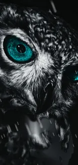 Close-up of owl with striking turquoise eyes.