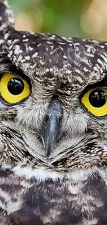 Close-up of an owl with bright yellow eyes and detailed feathers.