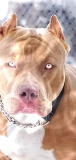 Close-up of a pitbull with light brown fur and expressive eyes.