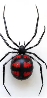 Striking red-black spider on a white background.