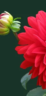 Red dahlia flower with deep green backdrop.