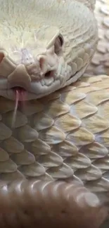 Close-up of a snake showcasing detailed scales in beige tones, perfect for wallpapers.