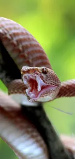 Vivid snake wallpaper for mobile, featuring a striking brown snake on a branch.