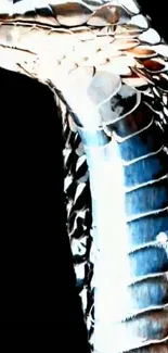 Close-up of a shimmering snake with glossy scales on a black background.