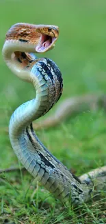 A striking snake poised on vibrant green grass, perfect for a dynamic mobile wallpaper.