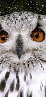 Close-up of a snowy owl with amber eyes and snowflakes on a gray background.