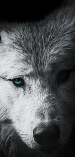 Close-up of a majestic wolf with striking blue eyes in a dark-themed wallpaper.