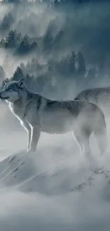 Wolf standing on foggy mountain with woodland backdrop.