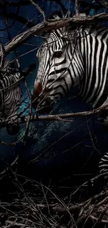 Two zebras in branches under a dark blue sky.