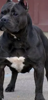 Bold black Pitbull standing strong and proud on a leash.