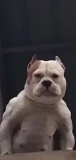 Muscular bulldog on a ledge, looking strong and confident.