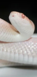 Elegant close-up of an albino snake with white scales.