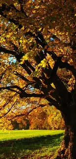 Vibrant autumn tree with golden leaves in sunlight.