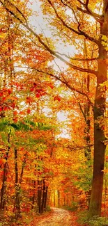 Autumn pathway in a vibrant forest with colorful fall leaves.