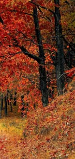 Autumn forest with red leaves path.