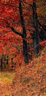 Autumn forest with vibrant red leaves and towering trees.