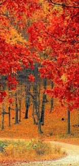 Serene forest path with vibrant autumn leaves.