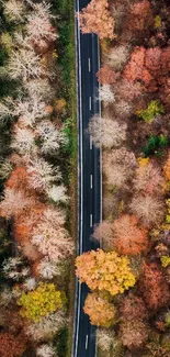 Aerial view of a road lined with vibrant autumn trees.