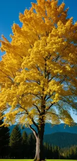 Golden autumn tree with a blue sky background.