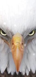 Close-up of a bald eagle with piercing eyes and detailed white feathers.