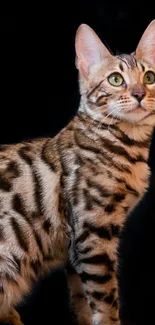 Beautiful Bengal cat with green eyes on black background wallpaper.